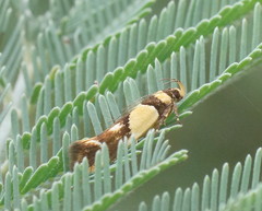 Macrobathra chrysotoxa