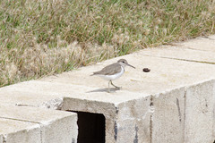 Actitis hypoleucos