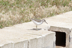 Actitis hypoleucos