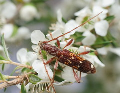 Coptocercus biguttatus