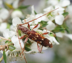 Coptocercus biguttatus