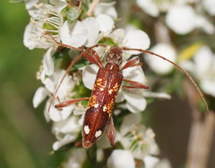Coptocercus biguttatus