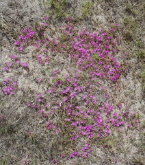 Drosanthemum intermedium