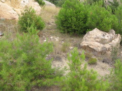 Pinus brutia pityusa