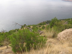 Pinus brutia pityusa