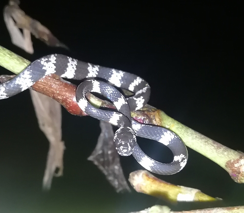 Photo of a Taylor's Snaileater (Dipsas tenuissima)