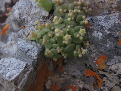 Crassula nemorosa