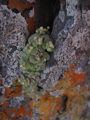 Crassula nemorosa