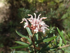 Grevillea phylicoides