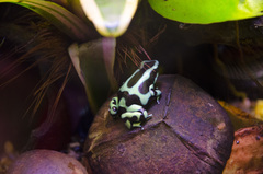 Dendrobates