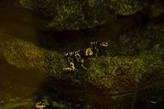 Dendrobates leucomelas
