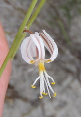 Trachyandra flexifolia