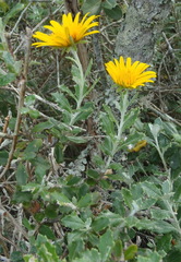 Berkheya coriacea