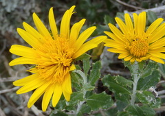 Berkheya coriacea