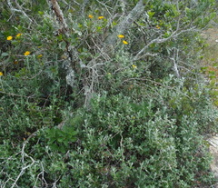 Berkheya coriacea