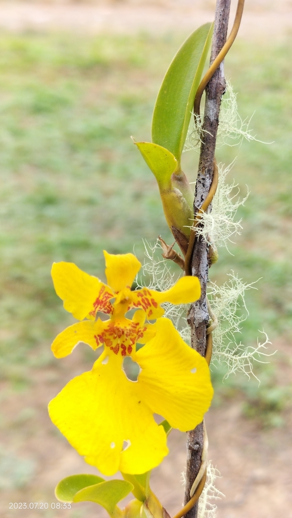 Otoglossum scansor