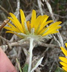Berkheya coriacea