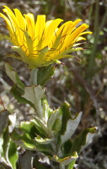 Berkheya coriacea