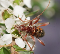 Coptocercus biguttatus