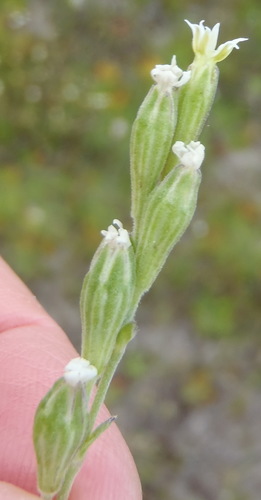 Image of Silene aethiopica by (c) Nicola van Berkel, some rights reserved (CC BY-SA)