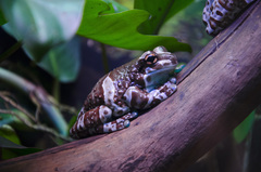 Trachycephalus resinifictrix