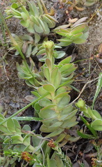 Crassula ciliata