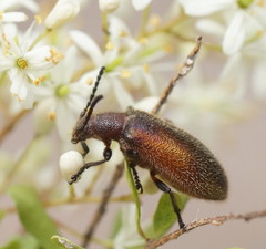 Metriolagria affinis