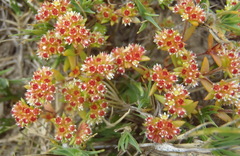 Crassula glomerata