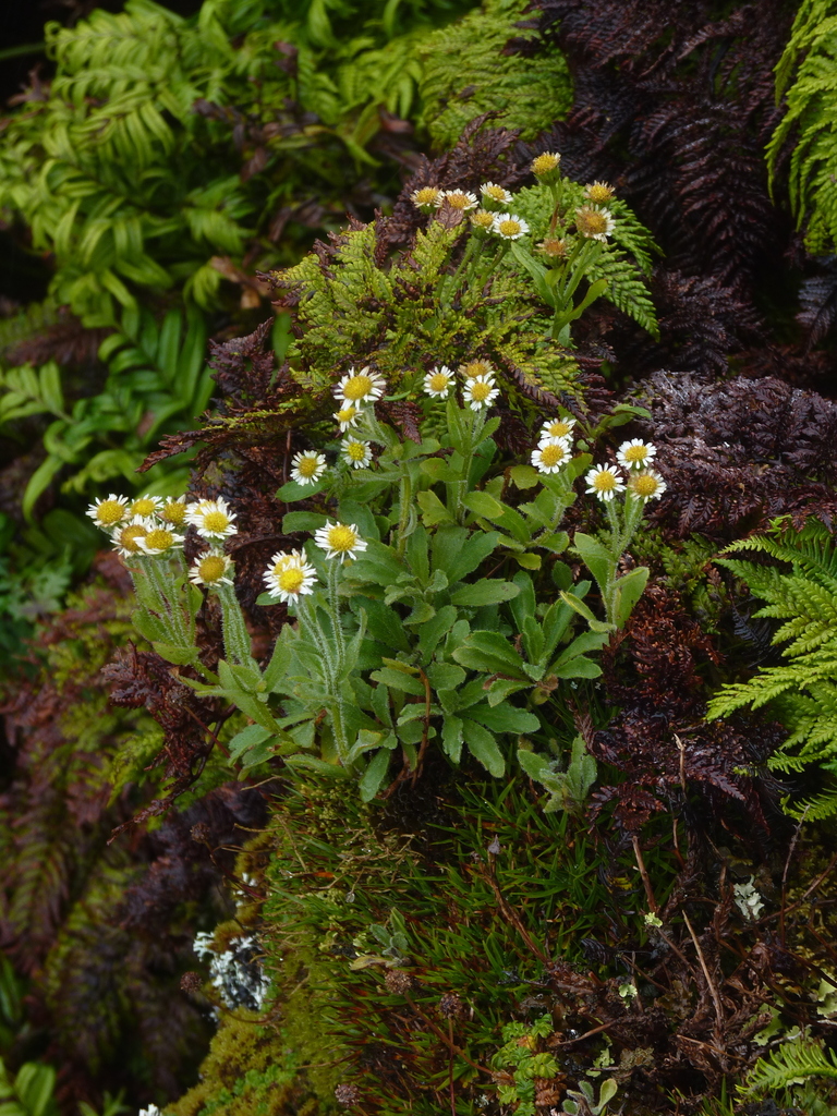 Erigeron ingae