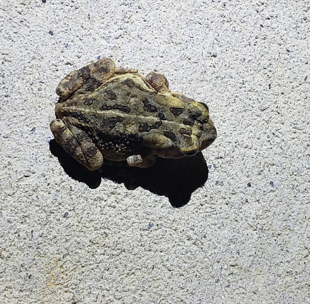 Fowler's Toad from Holly Springs, NC 27540, USA on July 21, 2023 at 11: ...