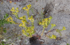 Euphorbia genistoides