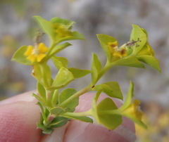 Euphorbia genistoides