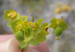 Euphorbia genistoides