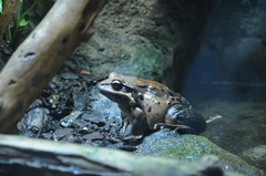 Leptodactylus fallax