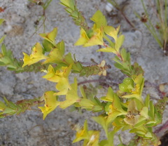 Euphorbia genistoides
