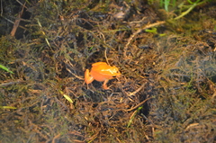 Mantella aurantiaca