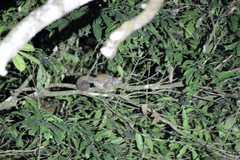 Southern Needle-Clawed Bushbaby photo 4