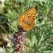 Argynnis xipe - Photo (c) Oleg Kosterin, some rights reserved (CC BY), uploaded by Oleg Kosterin