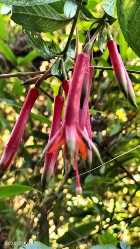 Fuchsia denticulata, photograph 4
