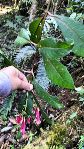 Fuchsia denticulata, photograph 6