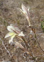 Gladiolus permeabilis permeabilis