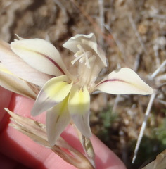 Gladiolus permeabilis permeabilis