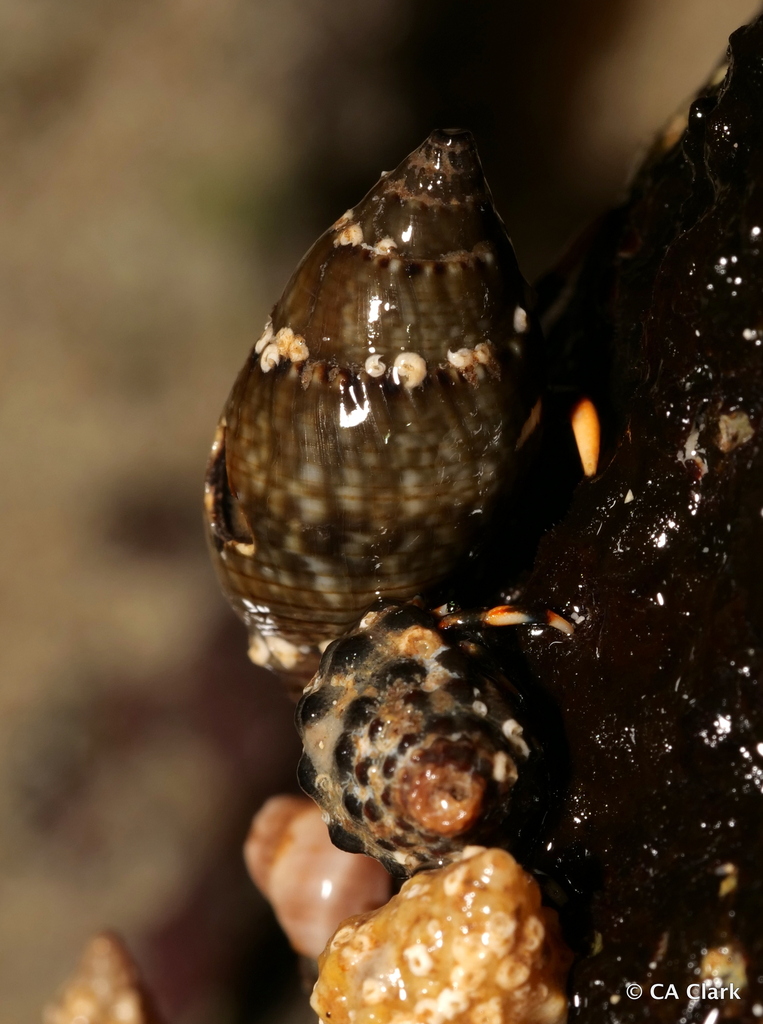 Nassa Mud Snails from Mo'orea, French Polynesia on July 6, 2023 at 08