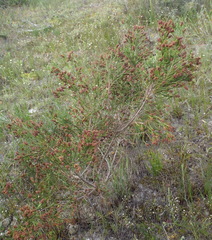 Passerina paleacea