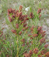 Passerina paleacea