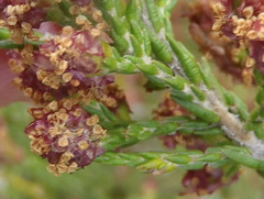 Passerina paleacea
