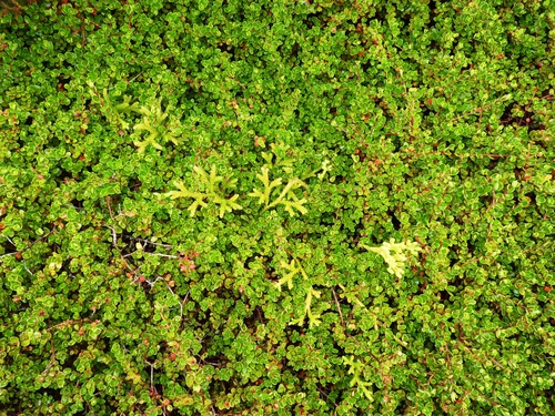 Image of Myrteola nummularia by (c) Patricio Novoa, some rights reserved (CC BY)