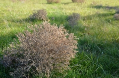 Ceratocarpus arenarius