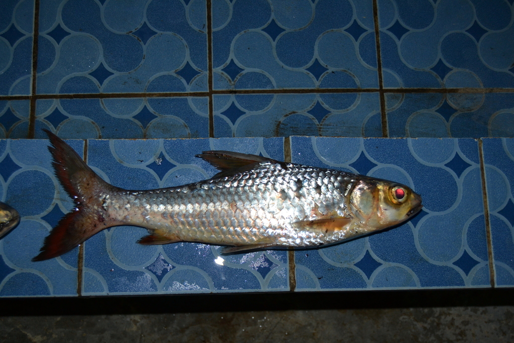 Paled Barbs
