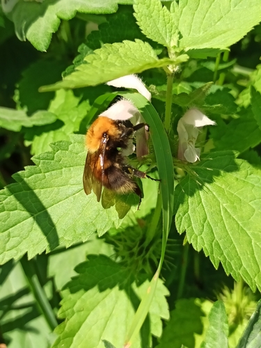 Bombus koropokkrus